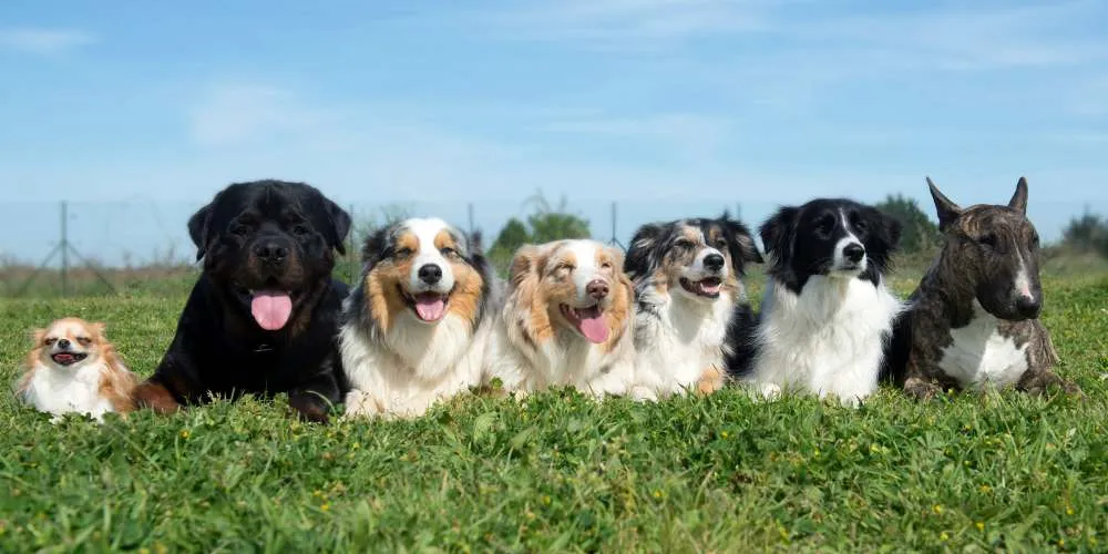 Educazione del Cane: capire l’importanza dell’educazione