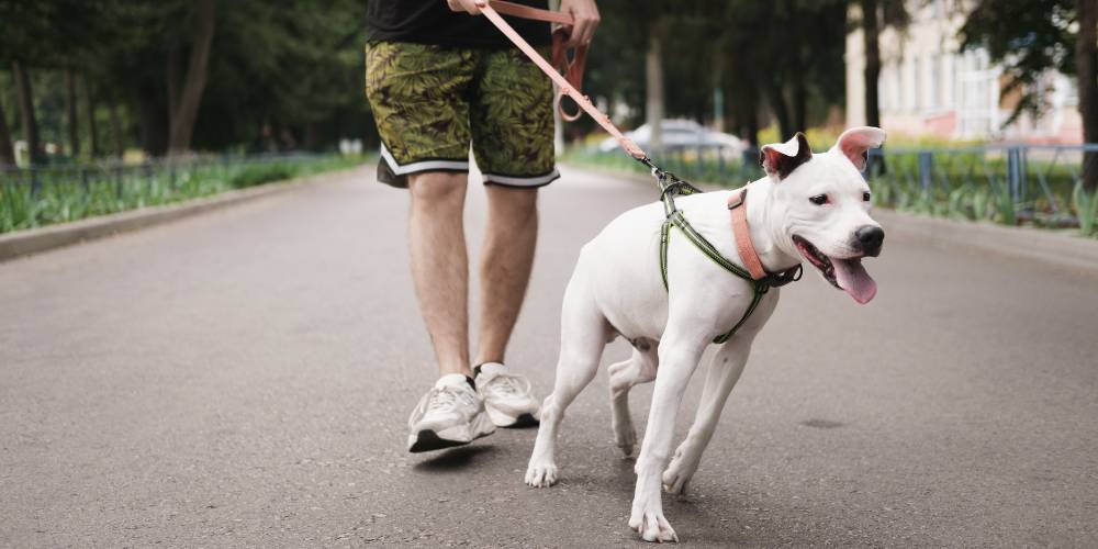 Come insegnare al cane a non tirare al guinzaglio