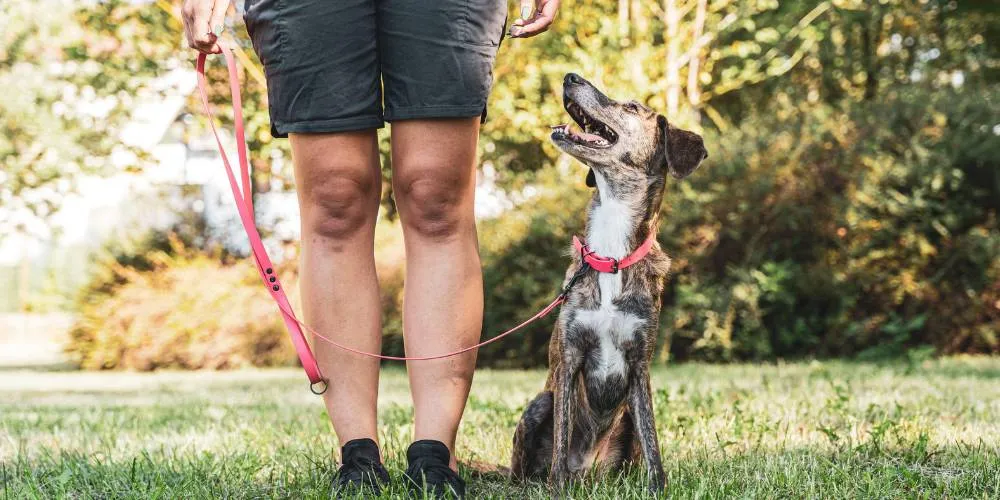 Quando iniziare l’addestramento del cane: il momento giusto