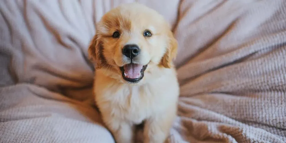 Educazione del cucciolo_ le basi per crescere un cane equilibrato_risultato