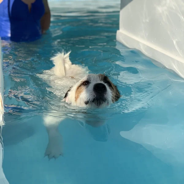 istruttore cane che nuota in piscina
