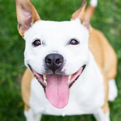 asilo per cani rimini