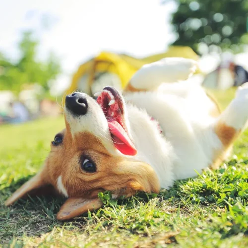 asilo per cani