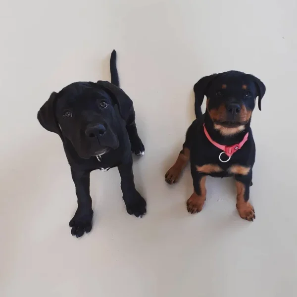 asilo puppy class