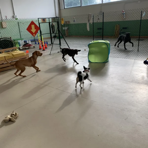 asilo per cani rimini_1