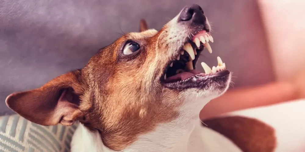 cane che ringhia_risultato