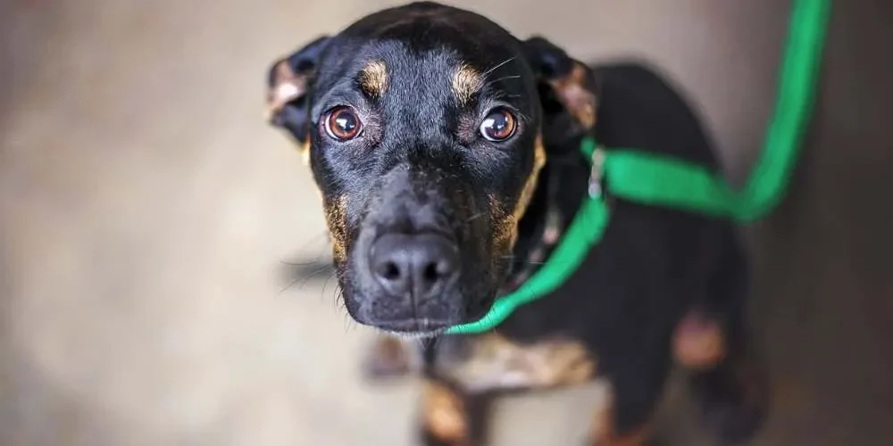 cane pauroso come risolvere i problema
