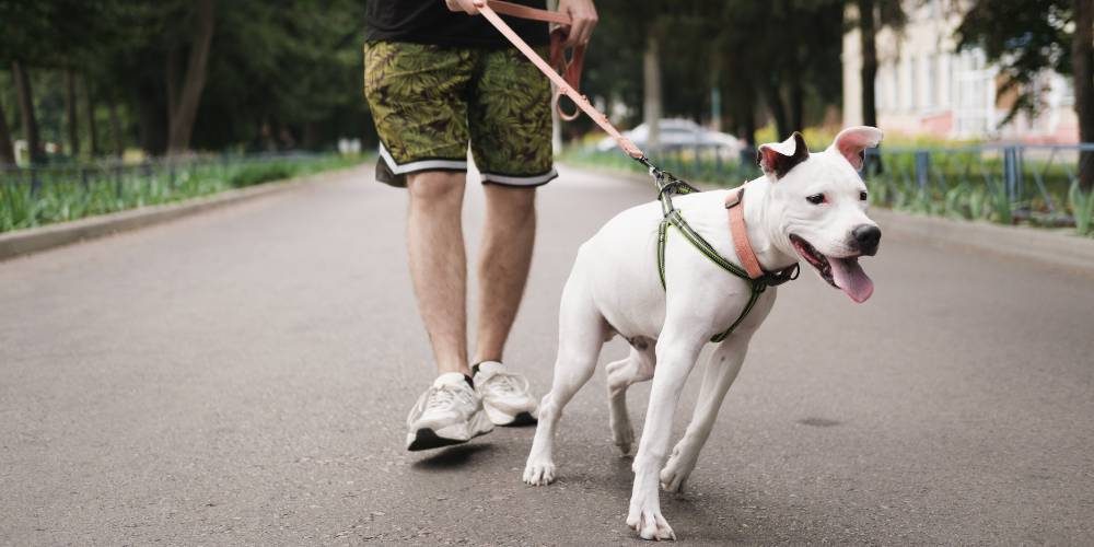 cane tira al guinzaglio