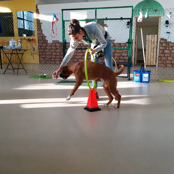cinofilo addestratore cane rimini