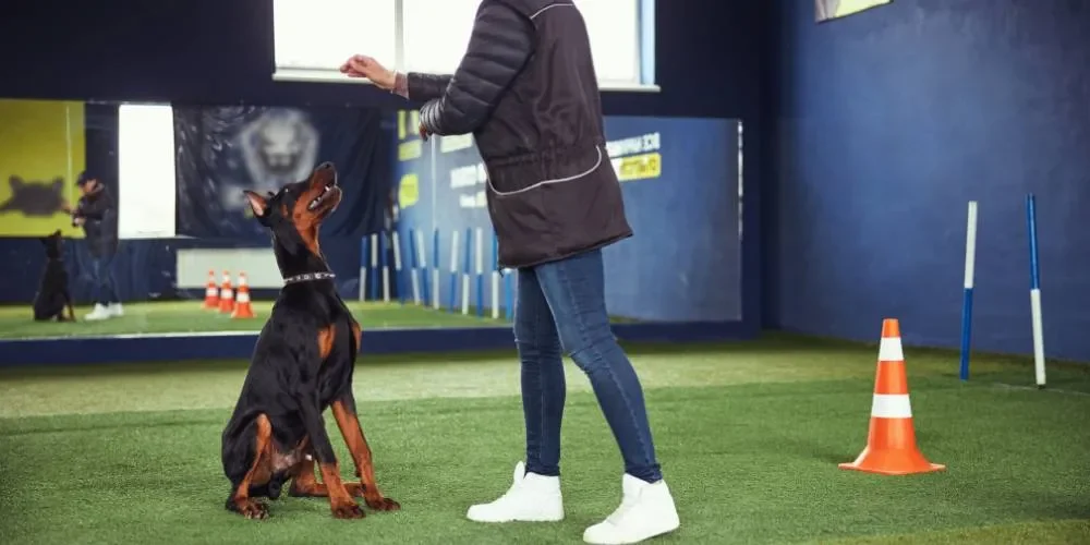 comado seduto resta cane_risultato