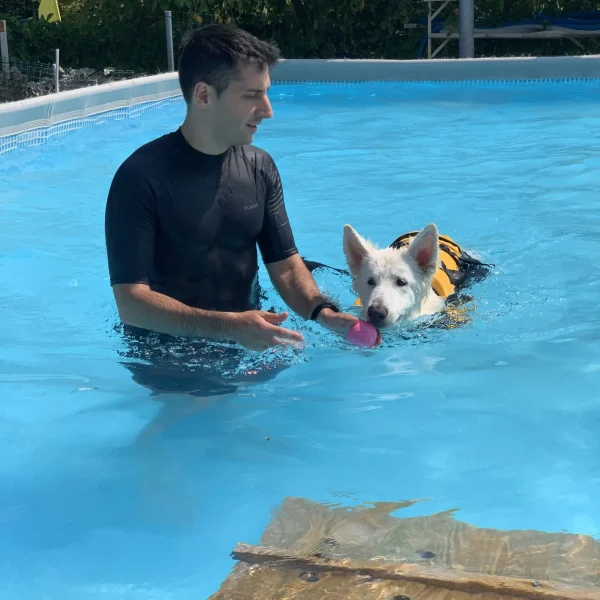 dog swimming pool