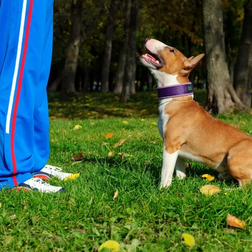 rimini dog training