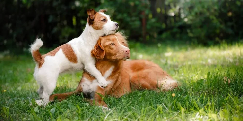 gestione dei cani in casa_risultato