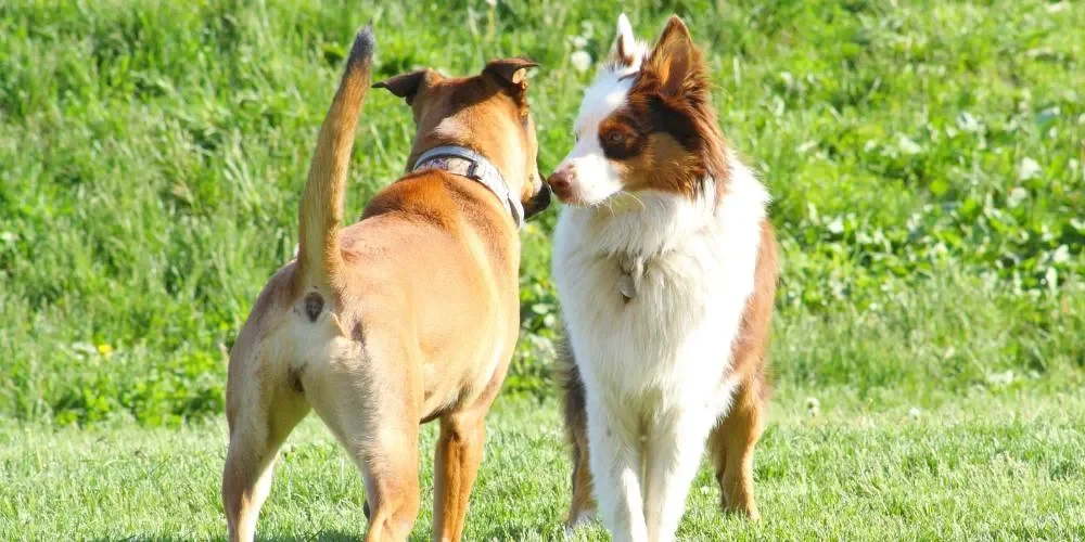 il linguaggio dei cani_risultato