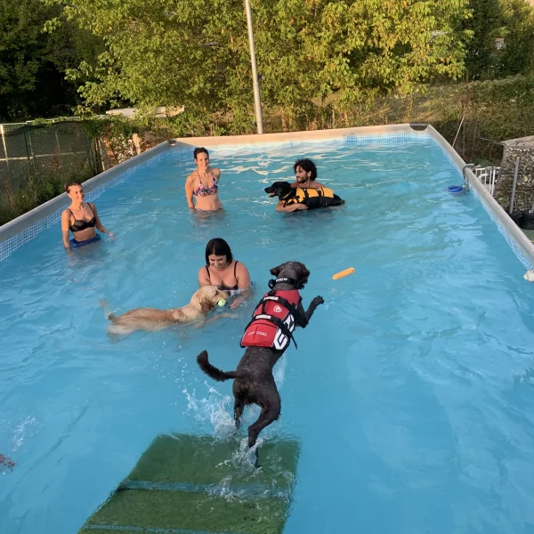 nuoto piscina cani rimini