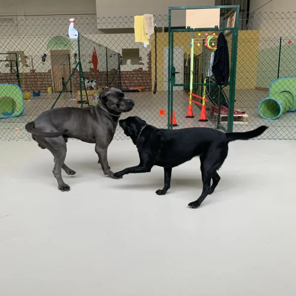 pensione per cani rimini