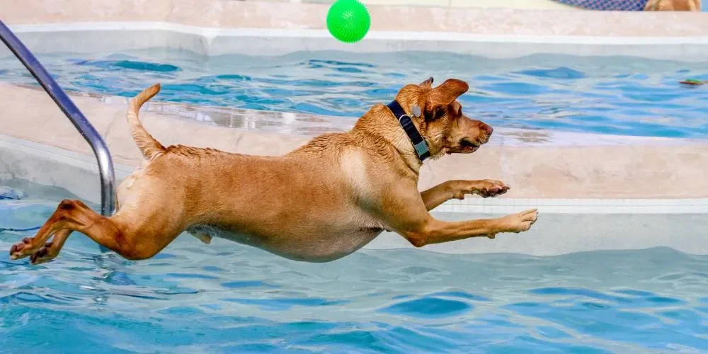 piscina nuoto cani