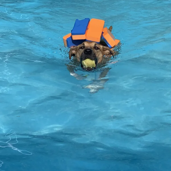 piscina per cani