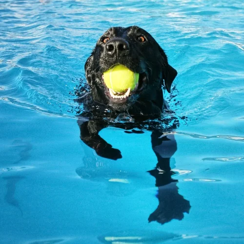 piscina per cani