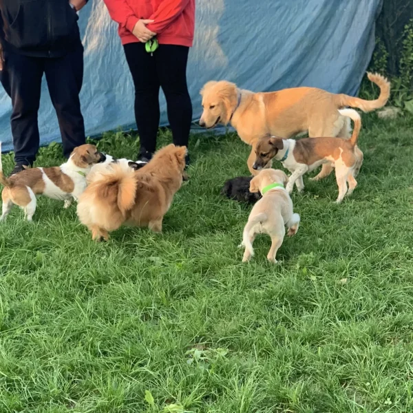 puppy class rimini