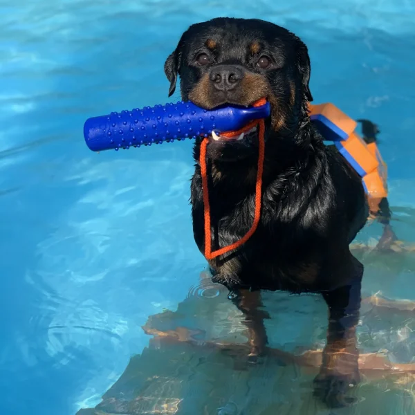 rimini piscina cani