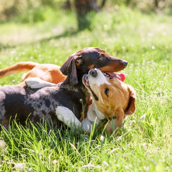 rimini puppy class