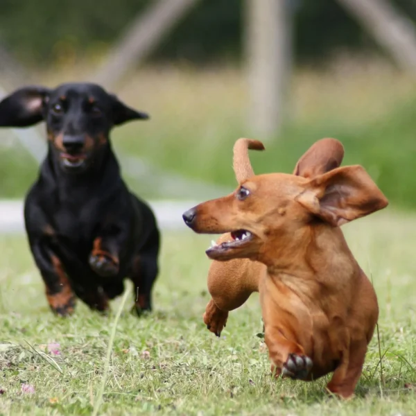 rimini puppy class