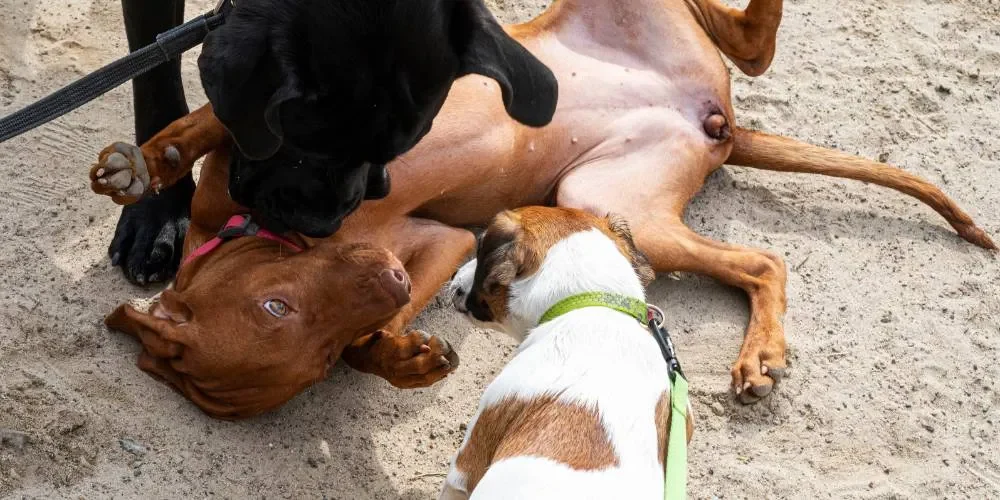 socializzazione del cane_risultato
