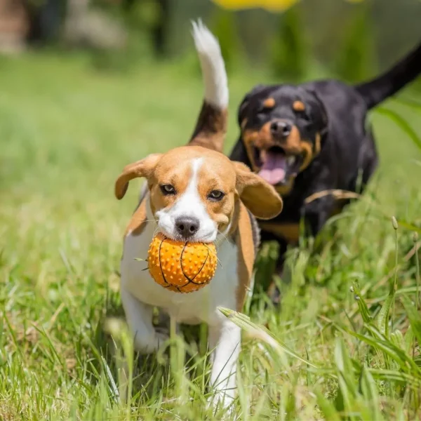 vacanze con il cane rimini