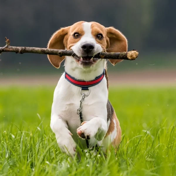 pensione vacanze per cani romagna_riccione